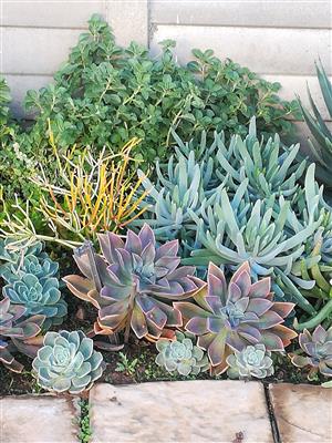 Colourful succulents &  ground covers
