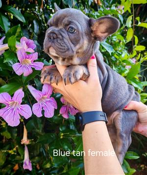 Gorgeous Exotic French bulldog puppies available 