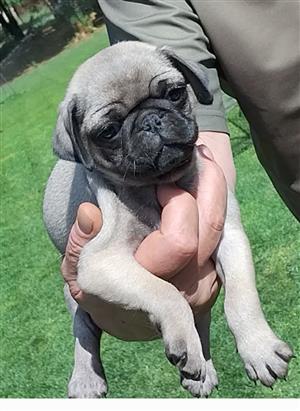 Pug puppys