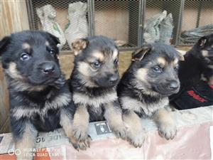 German Shepherd puppies