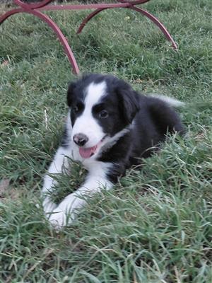 Skaap hondjies (Border collies) te koop