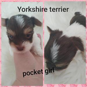 Pocket size yorkies girls and boys