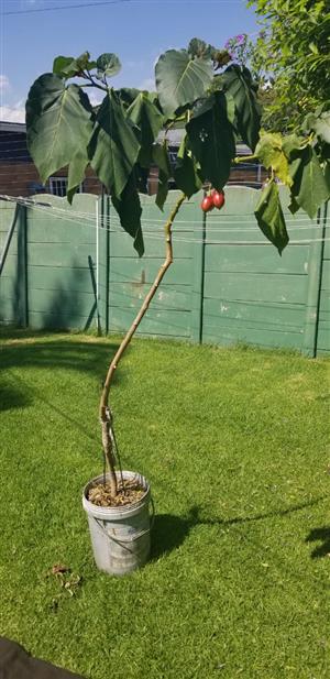 3-year Tamarillo fruit tree