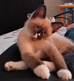  Ragdoll Siamese Male Kitten