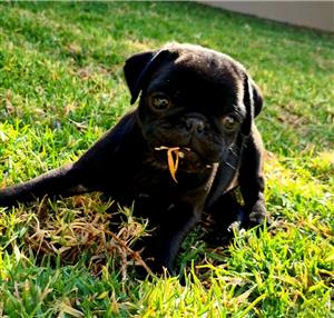 Pug puppies.