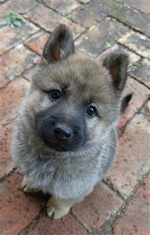 Chow/German Sheperd Puppies for sale. They are Looking for Loving Family. 