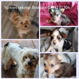Last 3 yorkie puppies available 8 weeks old and ready for a new start,Brakpan