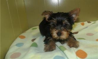 2 Yorkshire terrier puppies for adoption 
