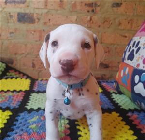 Dalmation puppies
