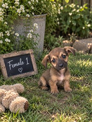 Dorkie puppies for sale 