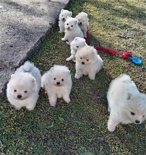 Toypom Pomeranian puppies