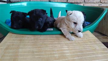 4 Scottish Terriers puppies looking for there forever home 