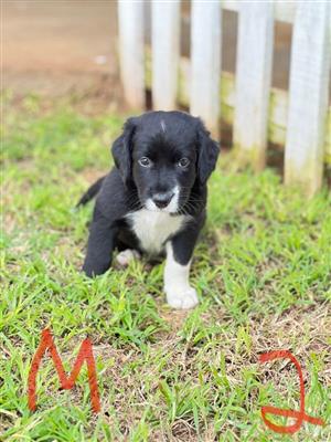 Border collie x hot sale labrador for sale