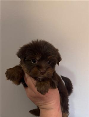 Yorkshire terrier female puppies