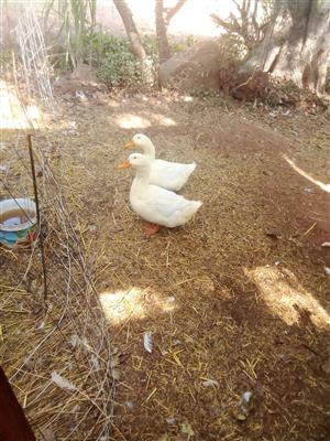 Two big Pekin ducks.