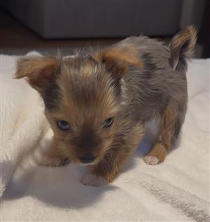 Yorkie Merle