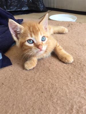 Ginger kitten for sale
