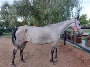 Stunning Saddlebred mare for sale
