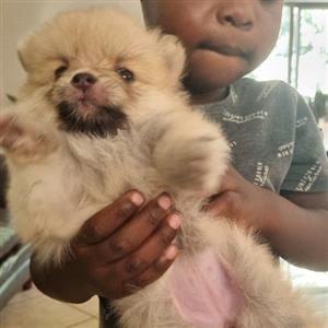 Pomeranian Toy Pom pups
