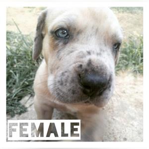 GreatDane Puppies For Sale