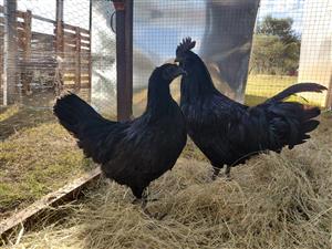 Ayam Cemani Breeding Pair (Point of Lay)