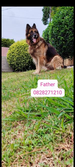 Pure Bred German Shepherd puppies for Sale