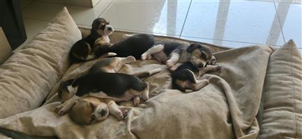 Beagle puppies for sale