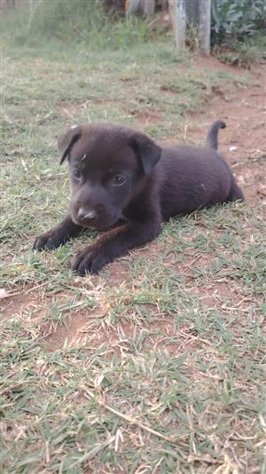 Labrador x German Shepard male puppies 