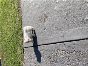 Maltese Purebred Puppy