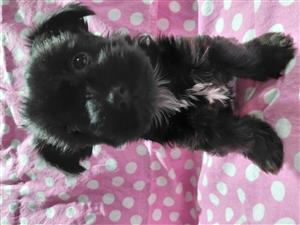Yorkie puppy