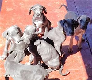 Great Danes puppies