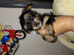 Yorkie puppys