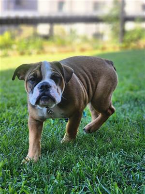 English Bulldog Puppy 