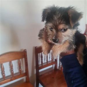 Miniature Yorkies 