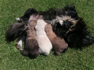 Pekingese puppies 