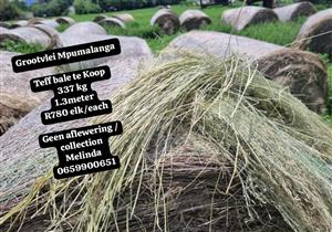 Teff bales