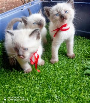 Seal point kittens
