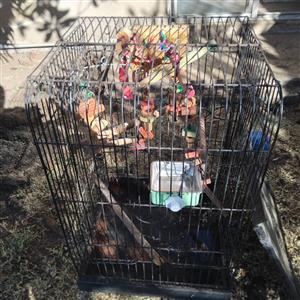 Bird Cage with Accessories – Excellent Starter