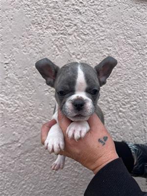 Stunning Exotic French bulldog puppies available
