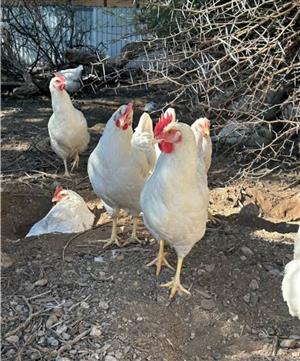 FREE RANGE LAYING HENS.