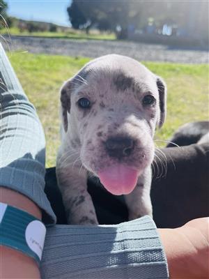 Great Dane Puppies