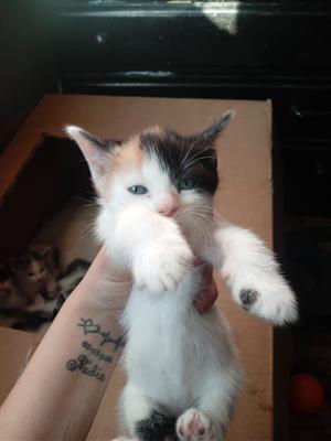 Baby cats up for sale 