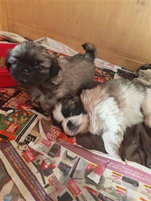 Pekingese puppies 