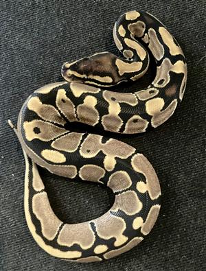 Royal Ball Python