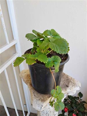 Healthy Strawberry Plants in 15cm pots (easy to propagate) 