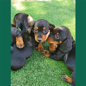 Dachshund miniature