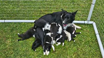 Border collies puppies  for sale 