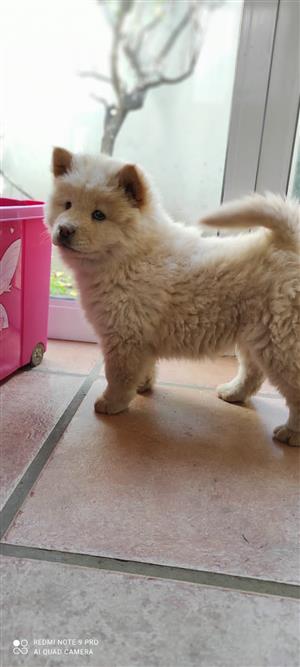 Chow chow 3months old vet checked and  vaccinated 