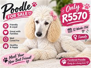 Standard Poodle for sale 