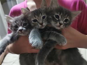 Kittens for loving home
